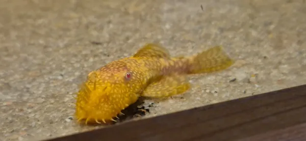 Ancistrus sp.Gold Albino – fotografia 3