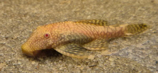 Ancistrus sp.Gold Albino – fotografia 4