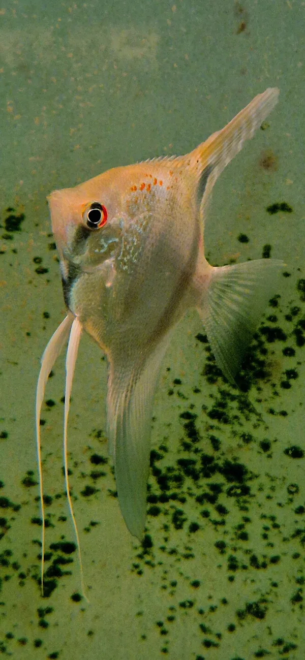 Pterophyllum scalare esseqibo Guyana – fotografia 1