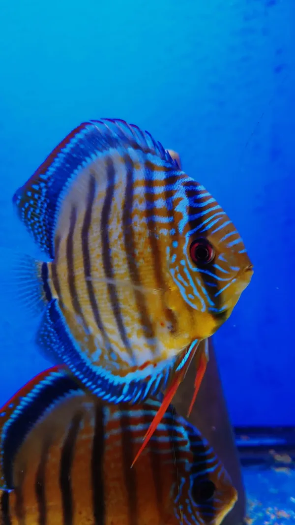Wild Symphysodon aequifasciatus Green Nanay – fotografia 1