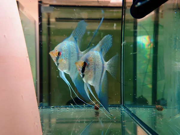 Pterophyllum Scalare guyanae red spottet Dragon – fotografia 1