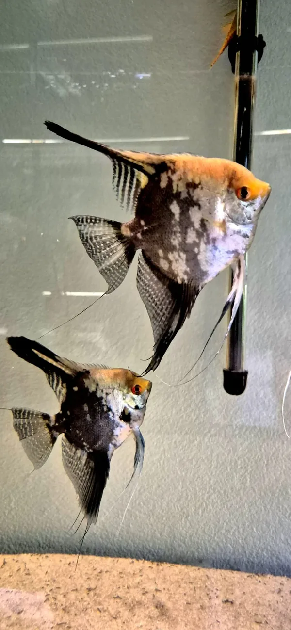 Pterophyllum scalare mapa – fotografia 1
