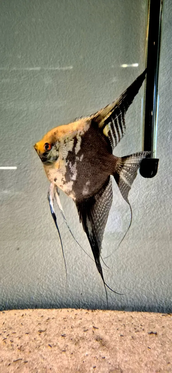 Pterophyllum scalare mapa – fotografia 3