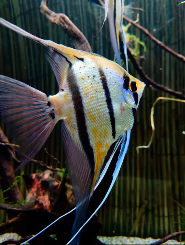Pterophyllum Scalare Rio Nanay – fotografia 1