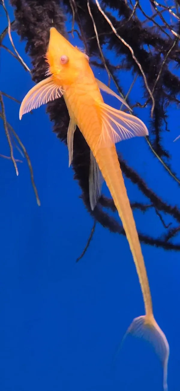 Sturisoma aureum albino – fotografia 1