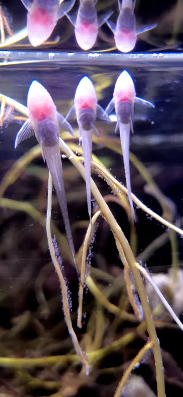 Sturisoma aureum albino – fotografia 4
