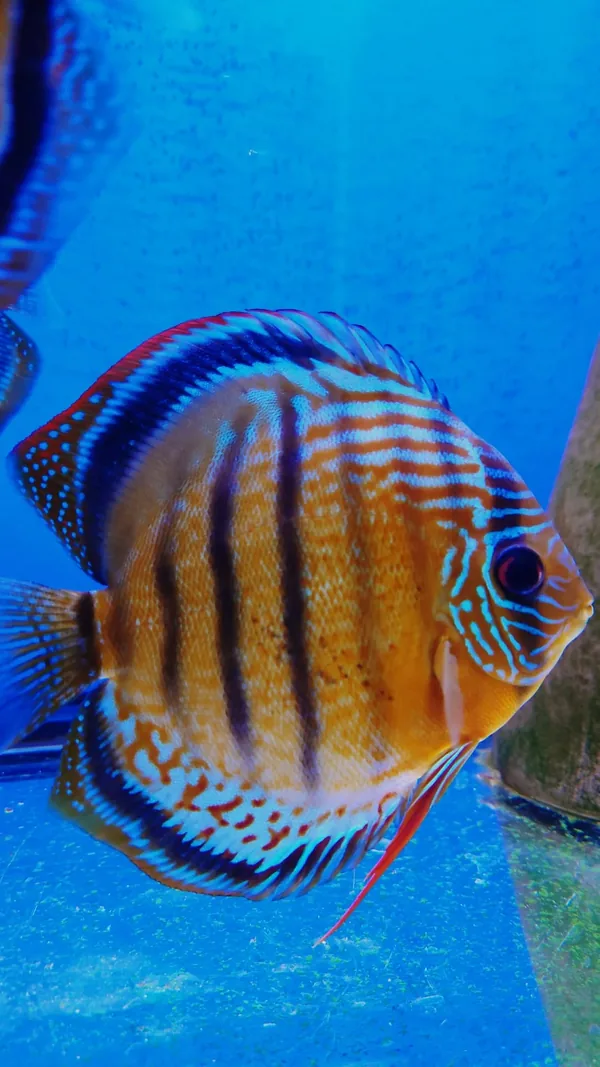 Wild Symphysodon aequifasciatus Green Tefe – fotografia 1