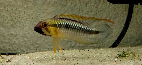 Apistogramma wilhelmi – fotografia 1
