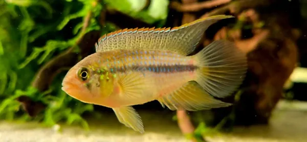 Nanacara aureocephalus – fotografia 1